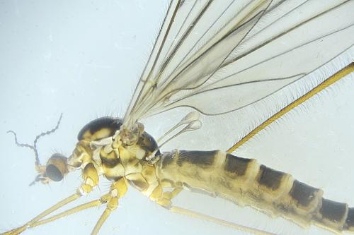 Symplecta pilipes